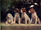 His Highness's dogs at KEW! Hunting Dog puppies Posing RAF Postcard c1908 — photo 1