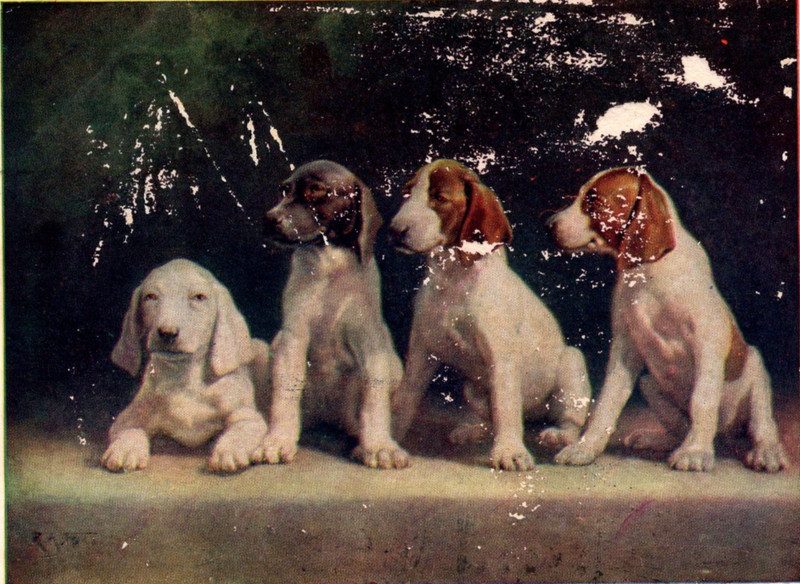 His Highness's dogs at KEW! Hunting Dog puppies Posing RAF Postcard c1908
