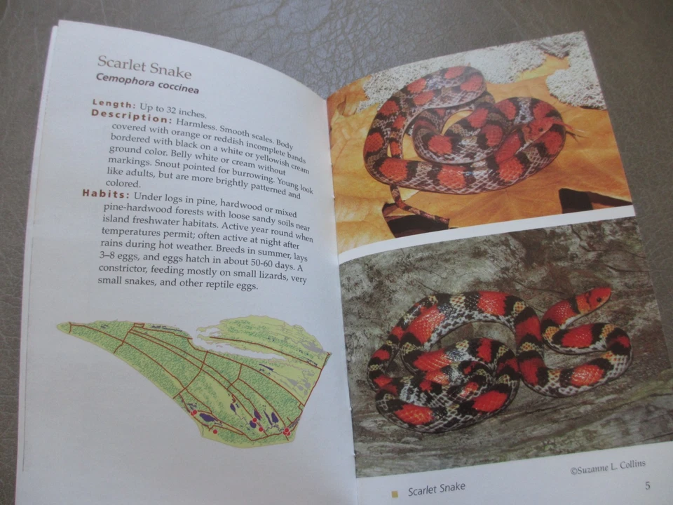 A Pocket Guide to the Snakes of St. Vincent National Wildlife Refuge Florida - Image 3 of 4