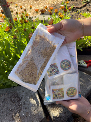 Green Lacewing Eggs – 2,500 Count In Rice Hulls – Natural Aphid Control For Garden & Greenhouse