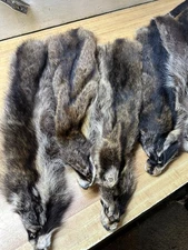 Tanned " CASED " Not Split Open Raccoon Hides  Trapping Furs Hats ID Tag White
