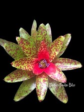 Neoregelia “ BIG O “ Bromeliad Plant By Liza Vinzant
