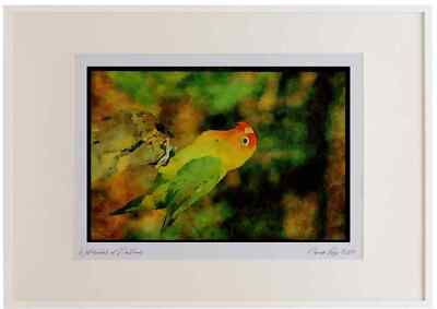 268065 Lilians Lovebird Aquarell Bilderrahmen limitierte Auflage A2