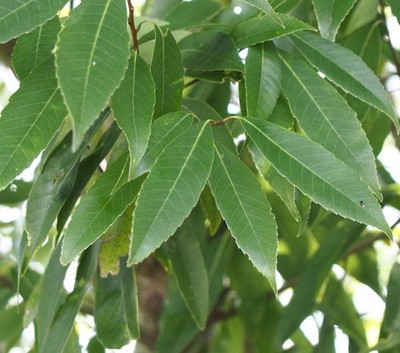 Quercus myrsinifolia - Bamboo-leaf Oak | Chinese Evergreen Oak