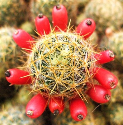 Mammillaria Prolifera Haitiensis rare cactus succulent plant cacti seed 20  SEEDS | eBay