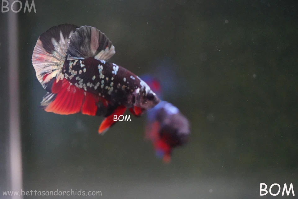 LIVE BETTA MALE HMPK RGG GALAXY DUST | BOM-A498 - Image 2 of 4