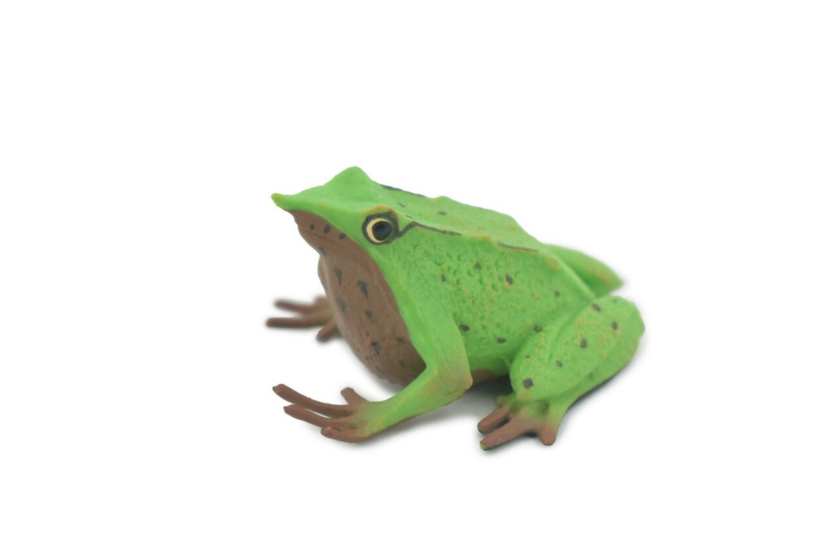 Darwin's Frog, Rubber Realistic Figure Model, Replica, Toy, Gift