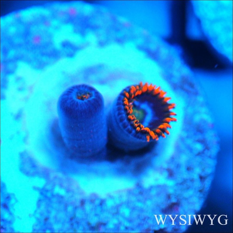Corals of Eden ~ WYSIWYG Live Coral Frag ~ Snitch Zoa - Soft Coral