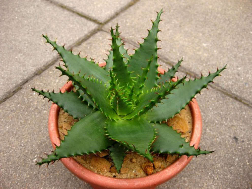 Aloe Broomii rare snake thorny succulent exotic hardy agave cactus seed 15  SEEDS | eBay