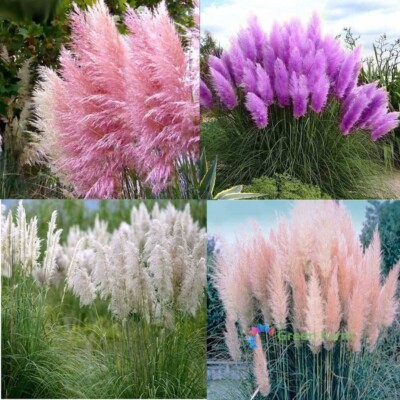 200 Seeds Cortaderia Selloana Mixed Color Pampas Grass Beautiful Garden Plants