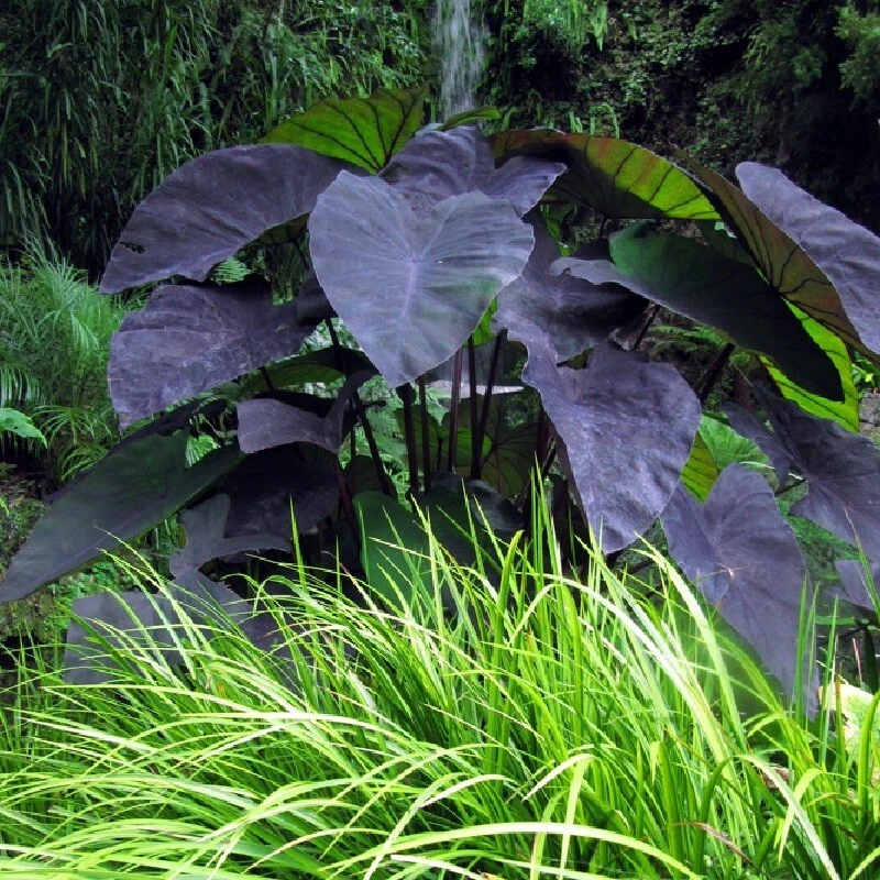 ~‘O‘OPUKAI~ PURPLE GUPPY edible TARO Colocasia HAWAIIAN live small starter Plant - Image 4 of 4