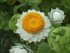 100+ Ammobium Fower Seeds / Perennial / Winged Everlasting