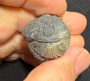 Nice Large rolled Phacops Barrandeops Trilobite fossil Devonian of Morocco 