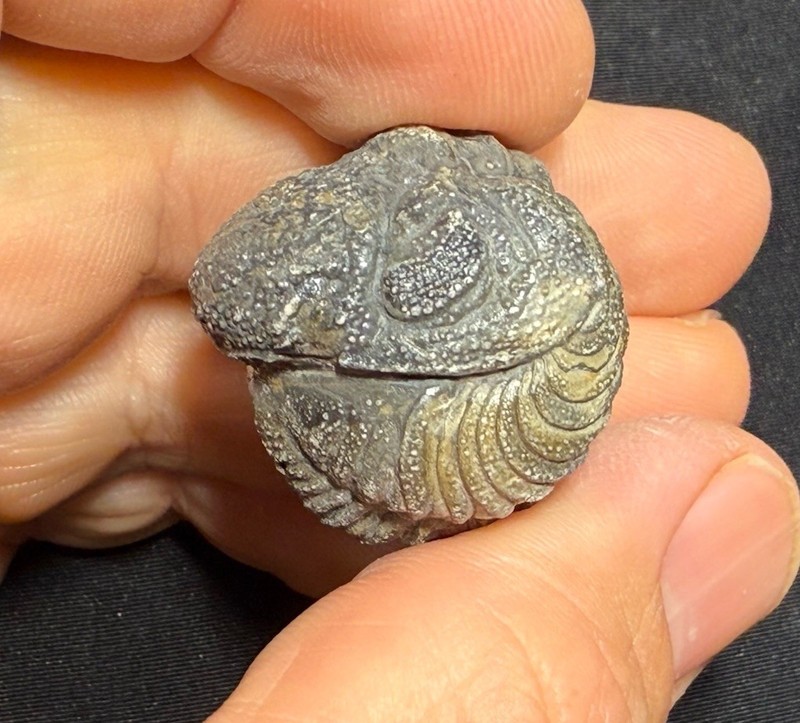 Nice Large rolled Phacops Barrandeops Trilobite fossil Devonian of Morocco 