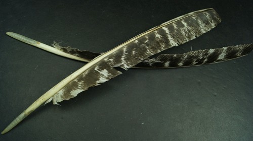 Two ~15" Hybrid F2 Ocellated Red Bourbon Turkey Mottled Primaries Lot-SF 387 - Picture 2 of 3