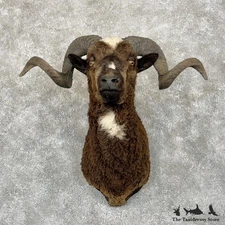 #29867 P | Arapawa Sheep Taxidermy Shoulder Mount For Sale