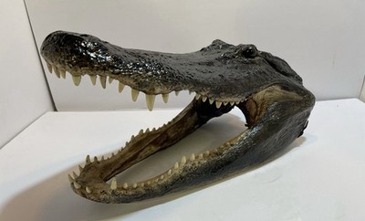 Real American Alligator Head From 9 Foot Louisiana Gator 16-17 