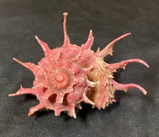 ANGARIIDAE Angaria sphaerula GIANT 92.5mm Zamboanga, Philippines 2016 DEEP WATER