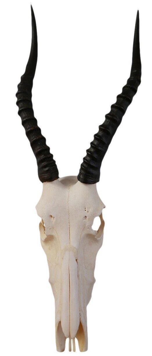 Deer Skull Real Blesbok Antelope Horns TAXIDERMY ANIMAL SKULL Blesbok Full Skull