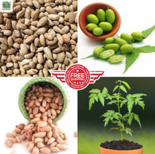 Ceylon Dried NEEM SEEDS 50 Azadirachta Fresh 100 Organic Herbal Free Shipping.