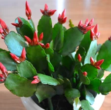 Rhipsalidopsis Gaertnerrii RED Easter Cactus 1 Live 2-4" Rooted Flower Plant