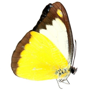 LEPIDOPTERA, PIERIDAE, APPIAS LYNCIDA aus THAILAND