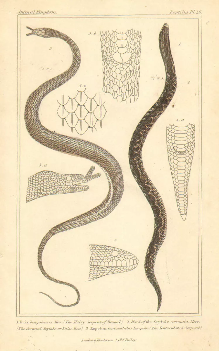 snake 3d Colored Art Drawing