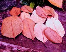 Dried JackFruit leaves 100pcs Organic Biofilm Fish Shrimp Aquarium Natural