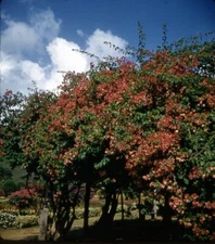 Vintage Stereo Realist Photo 3D Slide BOUGAINVILLEA HOPE GARDENS JAMAICA 1958 02