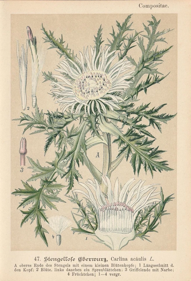 Silberdistel (Carlina Acaulis) Chromo-Lithographie By 1893 Healing Plants