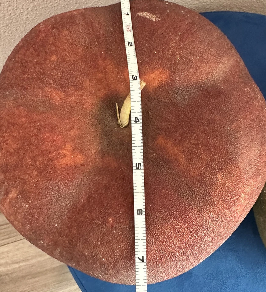 "Estatua grande de 9""x7"" roja manzana verde pera utilería de comida fruta restaurante exhibición decoración" Foto 3 de 4