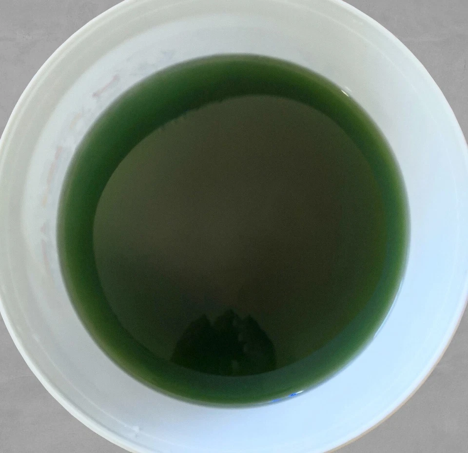 11 L Phytoplankton Mix Nannochloropsis Salina und Synechococcus Plankton - Bild 2 von 2