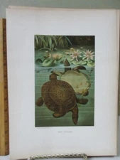Vintage Print,SOFT TURTLES,Prang,Chromo,J.G.Wood,Animate Creations,1898