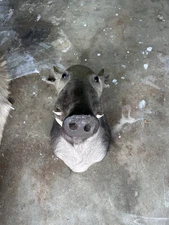 South African Wild Boar Shoulder Mount Taxidermy Real Hog Head Decor