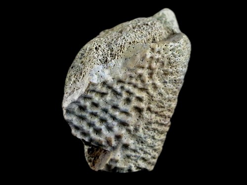 1.5" Fossil Turtle Shell Fossil Lance Creek Formation Wyoming Cretaceous Age - Picture 5 of 7