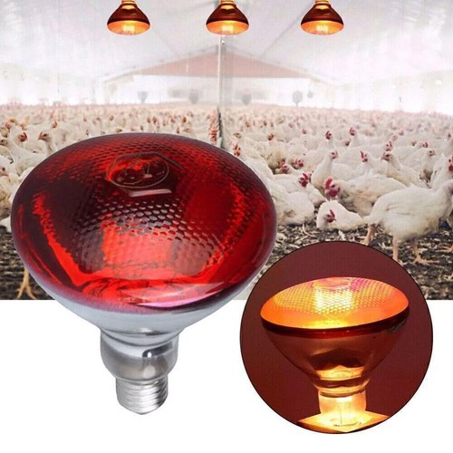 INFRA RED HEAT BULB LAMP 100-275W Poultry Chick Brooder Lambs Livestock☃