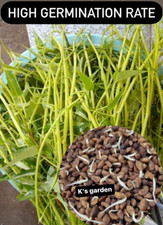 400+ pcs SUPER BUDS KANGKONG WATER SPINACH SEEDS,ONG CHOY, RAU MUỐNG SIÊU ĐỌT