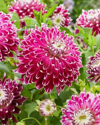 1 - Vancouver Giant Dinnerplate Dahlia Flower Bulb Tuber