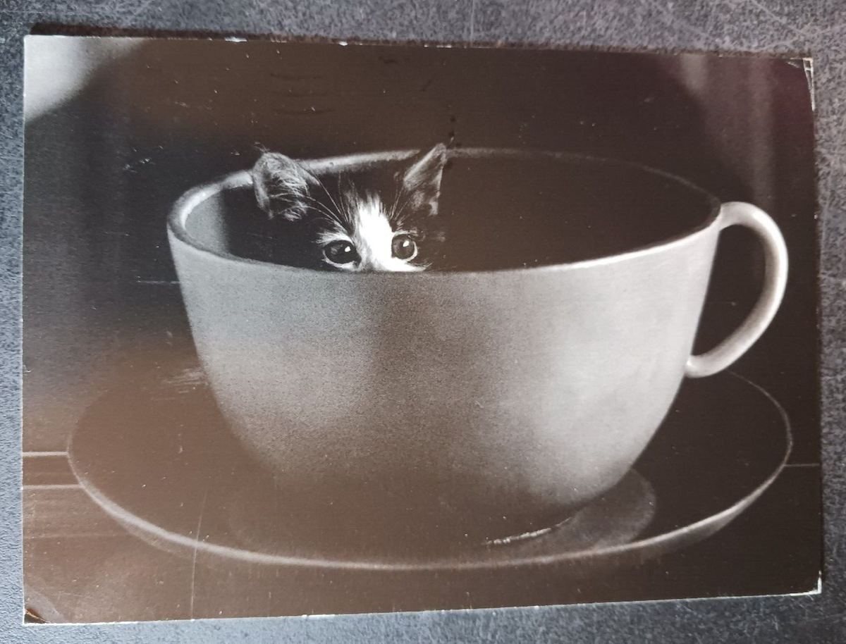 1997 postcard David McEnery Cup Cat photography kitten teacup art