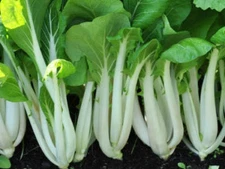 Pak Choi White Stem Chinese Cabbage Seeds, NON-GMO, Variety Sizes, FREE SHIPPING