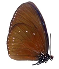 LEPIDOPTERA, NYMPHALIDAE, DANAINAE, EUPLOEA TULLIOLUS PALAWANA from PHILIPPINES