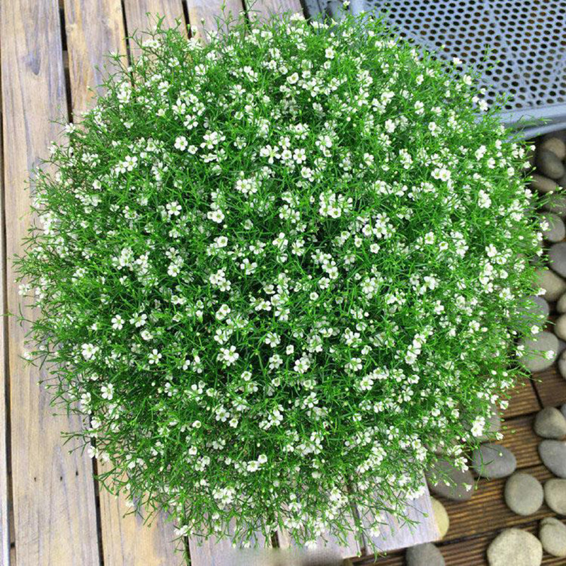 BABY'S BREATH GYPSOPHILA SNOWFLAKE DOUBLE-Gypsophila paniculata