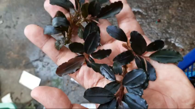 Bucephalandra Brownie Purple/Pandora Queen Sp. - Rare Live