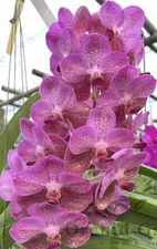 V Pine Rivers X V  Kulwandee  Orchids Seedling