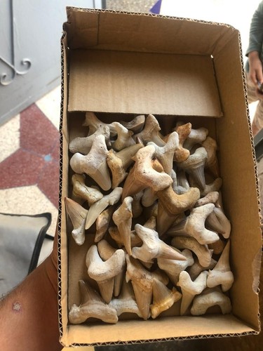 0 Resturation 50 Peices Otudos Shark Teeth Size 3-4-5-cm Creatcoues Peroid Juras - Picture 4 of 8