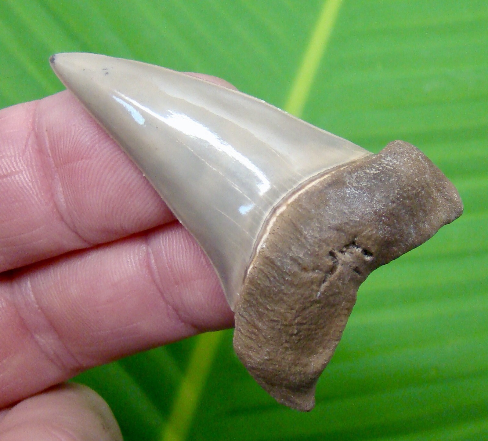 MAKO SHARK TOOTH 2 & 3/16 in. LEE CREEK AURORA SHARKS TEETH