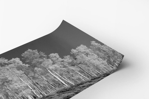 Quaking Aspen Populus tremuloides Otherworldly Trees Forest Photo Poster B+W - Picture 2 of 2