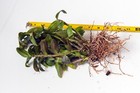 a Dendrobium officinale/catenatum 铁皮石斛,blooming size,15+pseudobulbs ,2 yr old — photo 3