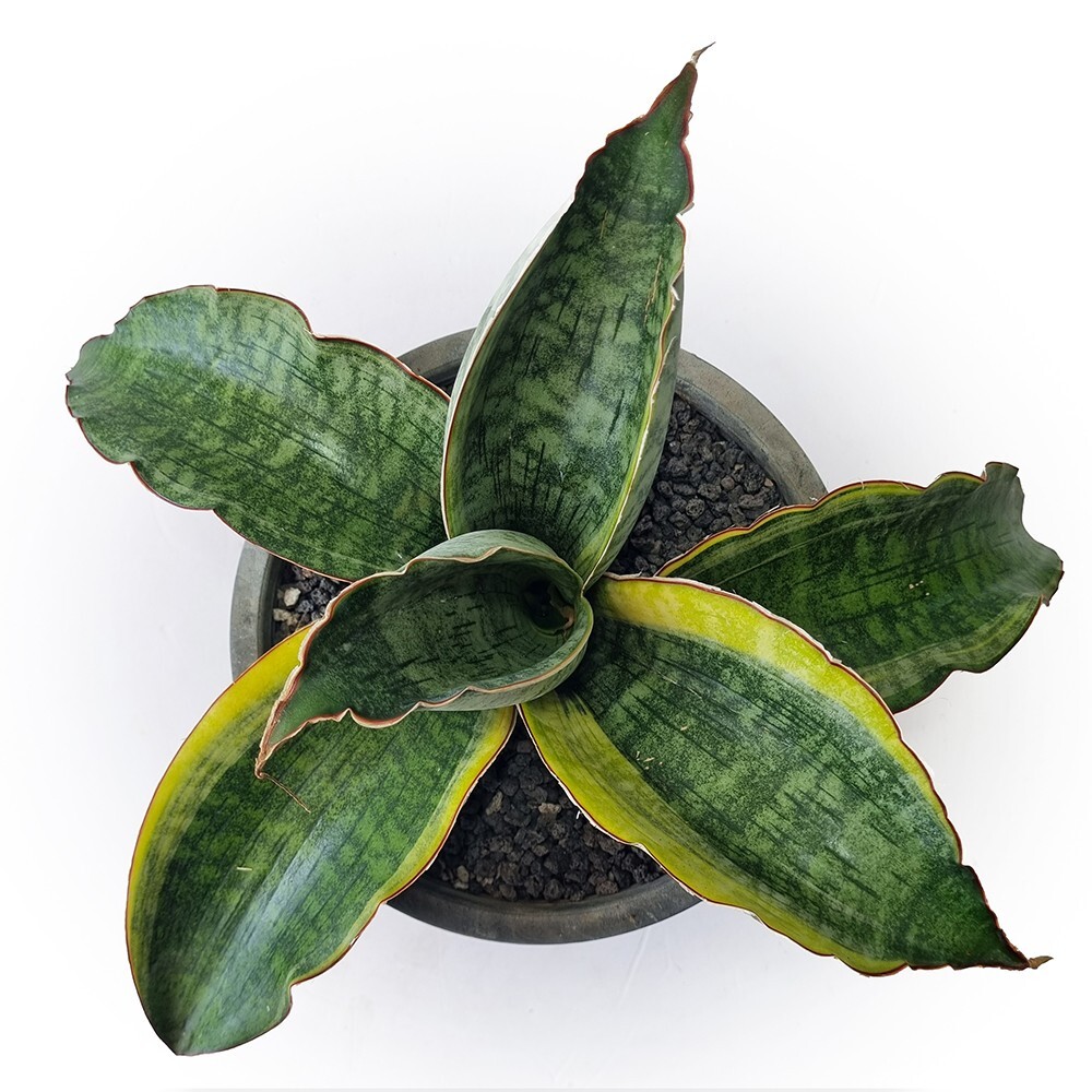サンスベリア Dragon King variegated Sansevieria Dragon King Variegated || Free Phytosanitary