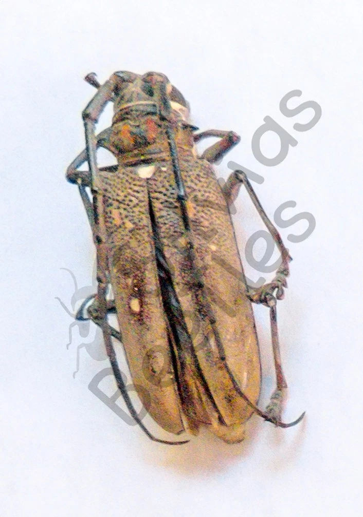 Batocera for sale | eBay